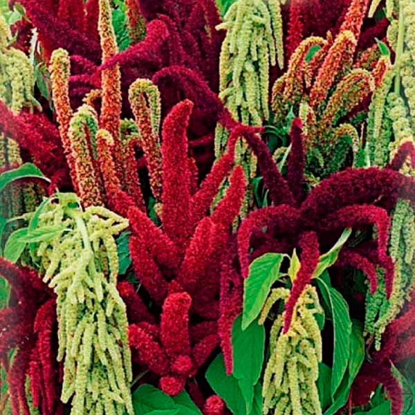 Амарант Магический каскад, Смесь, 0,1 г Амарант Магический каскад, Смесь, 0,1 г