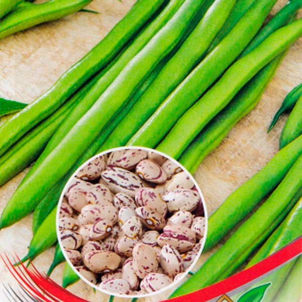 Фасоль овощная лущильная Пёстрая, 17 шт. Фасоль овощная лущильная Пёстрая, 17 шт.