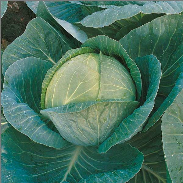 Капуста белокочанная Мегатон F1, 10 шт. Элитные семена Капуста белокочанная Мегатон F1, 10 шт. Элитные семена