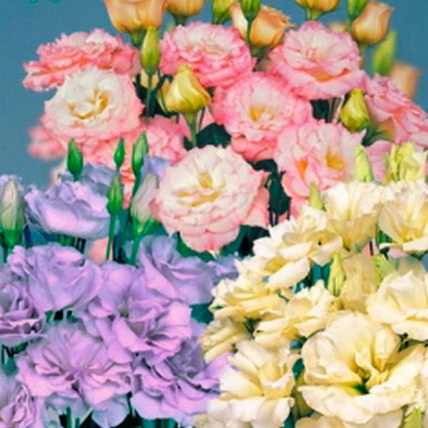 Лизиантус (эустома) Рассела Эхо F1, Смесь, 5 драже Золотая Коллекция Лизиантус (эустома) Рассела Эхо F1, Смесь, 5 драже Золотая Коллекция