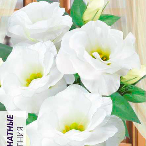 Эустома махровая Сапфир Белая, 5 шт. PanAmerican Seeds Эустома махровая Сапфир Белая, 5 шт. PanAmerican Seeds