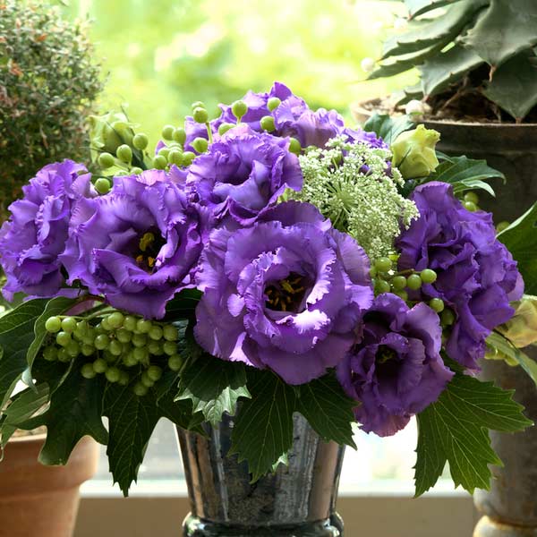 Лизиантус (эустома) крупноцветковый Колелли 3 Блю, 5 шт. Takii Элитные семена Лизиантус (эустома) крупноцветковый Колелли 3 Блю, 5 шт. Takii Элитные семена