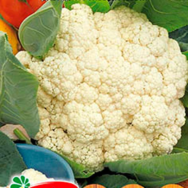 Капуста цветная Белобока F1, 0,05 г Любовь да голуби Капуста цветная Белобока F1, 0,05 г Любовь да голуби