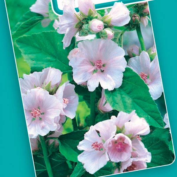 Алтей лекарственный Целитель, 0,1 г Алтей лекарственный Целитель, 0,1 г