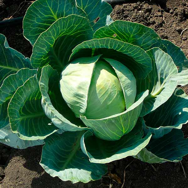 Капуста белокочанная Булат F1 Элит мини, 50 шт. Профессиональная упаковка Капуста белокочанная Булат F1 Элит мини, 50 шт. Профессиональная упаковка