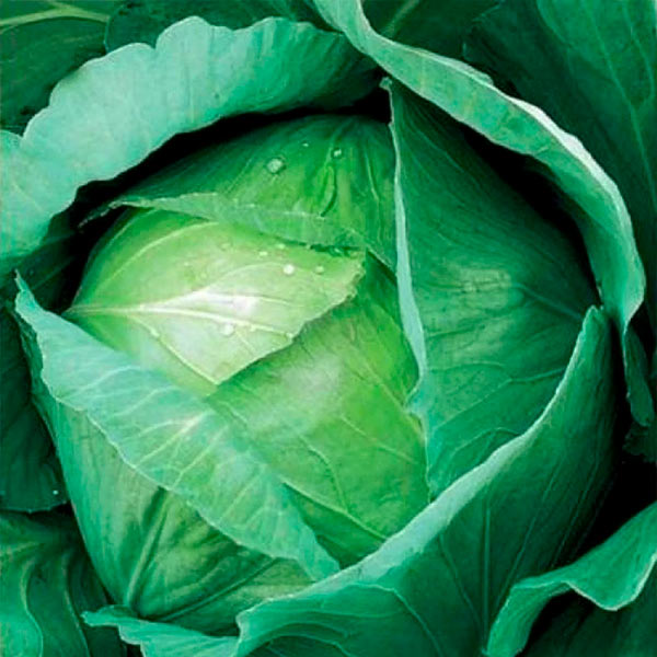 Капуста белокочанная Амагер 611, 0,5 г Кольчуга Капуста белокочанная Амагер 611, 0,5 г Кольчуга