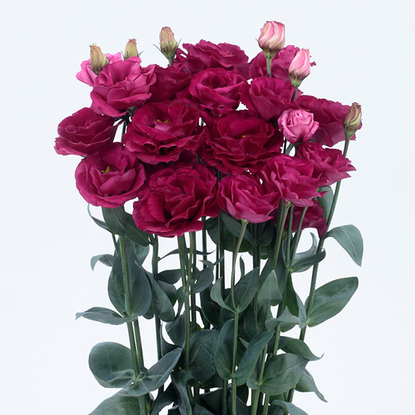 Лизиантус Рассела (эустома) Розита 3 Ред F1, 5 шт. Sakata Профессиональная серия Лизиантус Рассела (эустома) Розита 3 Ред F1, 5 шт. Sakata Профессиональная серия