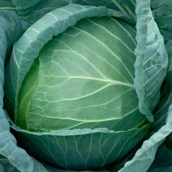 Капуста белокочанная Добродей F1, 0,1 г Капуста белокочанная Добродей F1, 0,1 г