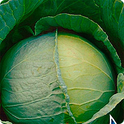 Капуста белокочанная Московская поздняя 15, 0,5 г Кольчуга Капуста белокочанная Московская поздняя 15, 0,5 г Кольчуга