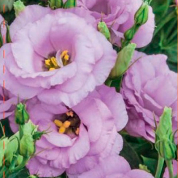 Лизиантус Рассела (эустома) Эхо Лавенде F1, 5 шт. Sakata Профессиональна серия Лизиантус Рассела (эустома) Эхо Лавенде F1, 5 шт. Sakata Профессиональна серия