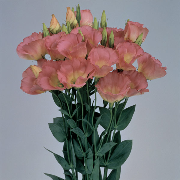 Лизиантус Рассела (эустома) Эхо Шампейн F1, 5 шт. Sakata Профессиональна серия Лизиантус Рассела (эустома) Эхо Шампейн F1, 5 шт. Sakata Профессиональна серия