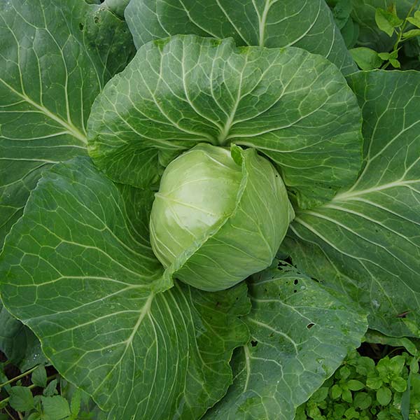 Капуста белокочанная Настя F1, 0,2 г Капуста белокочанная Настя F1, 0,2 г