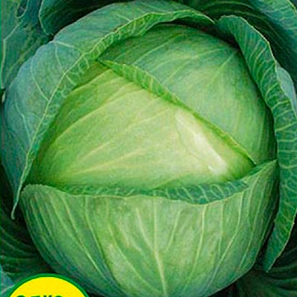 Капуста белокочанная Оторино F1, 15 шт. Капуста белокочанная Оторино F1, 15 шт.