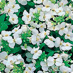 Арабис Первый снег, 0,1 г Арабис Первый снег, 0,1 г