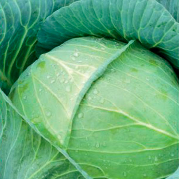 Капуста белокочанная Гальватрон F1, 15 шт. Seminis Профессиональная серия Капуста белокочанная Гальватрон F1, 15 шт. Seminis Профессиональная серия