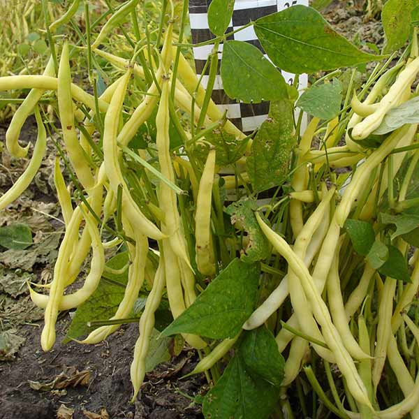 Фасоль спаржевая Янтарная, 8 г Кладовая Сибири Фасоль спаржевая Янтарная, 8 г Кладовая Сибири