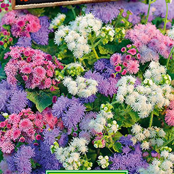 Агератум Летняя пора, Смесь, 0,1 г Агератум Летняя пора, Смесь, 0,1 г