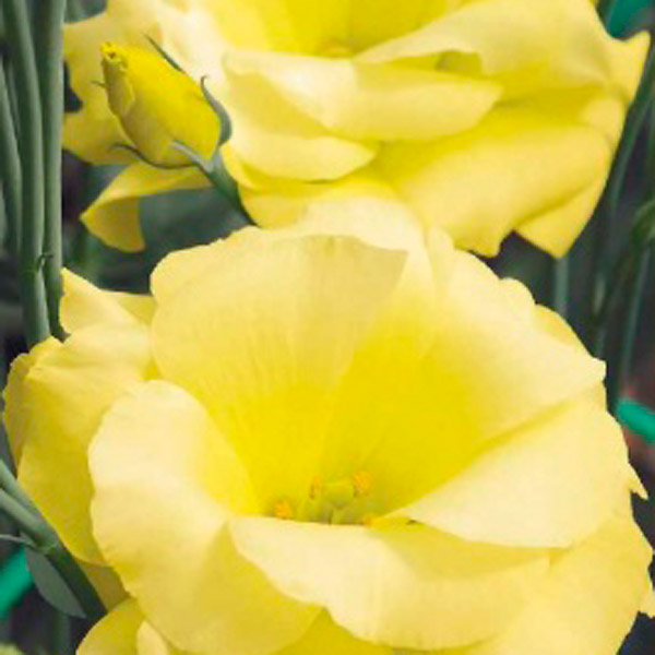 Лизиантус Рассела (эустома) Эхо Йеллоу F1, 5 шт. Sakata Профессиональна серия Лизиантус Рассела (эустома) Эхо Йеллоу F1, 5 шт. Sakata Профессиональна серия