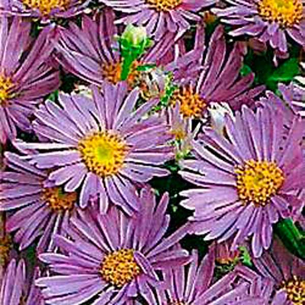 Астра многолетняя итальянская Рудольф Гёте, 0,1 г Астра многолетняя итальянская Рудольф Гёте, 0,1 г