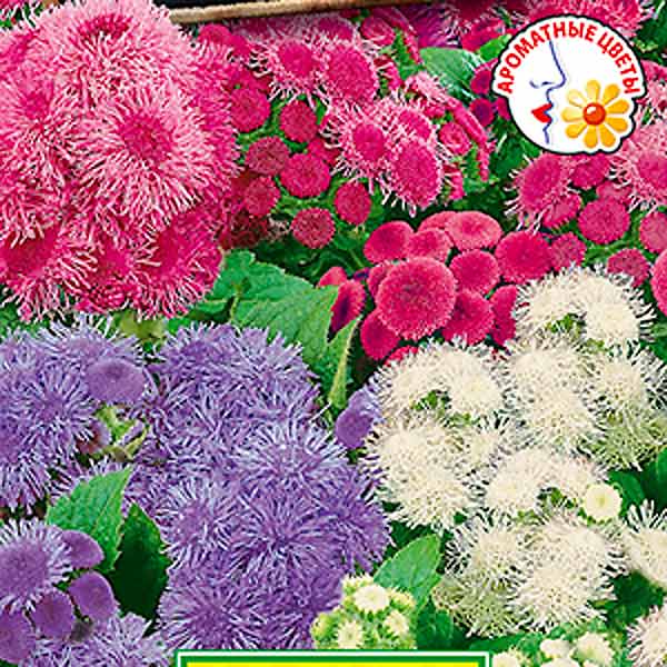 Агератум Букетный, Смесь, 0,02 г Агератум Букетный, Смесь, 0,02 г