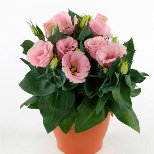 Лизиантус (эустома) крупноцветковый Джульетта Пинк F1, 5 шт. Takii Элитные семена Лизиантус (эустома) крупноцветковый Джульетта Пинк F1, 5 шт. Takii Элитные семена