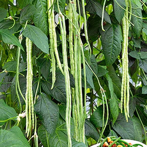 Вигна Зеленый водопад, 5 г Вигна Зеленый водопад, 5 г