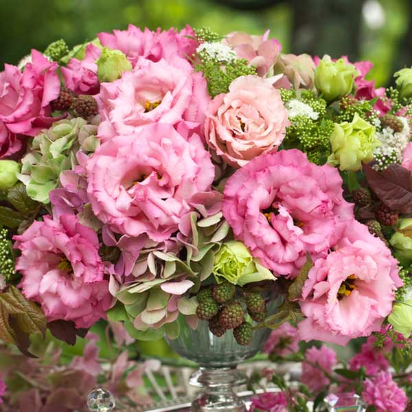 Лизиантус (эустома) крупноцветковый Колелли 3 Роуз, 5 шт. Takii Элитные семена Лизиантус (эустома) крупноцветковый Колелли 3 Роуз, 5 шт. Takii Элитные семена