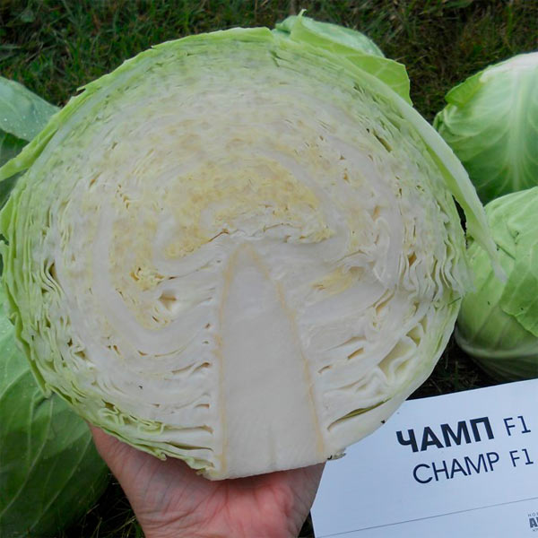 Капуста белокочанная Чамп F1, 10 шт. Seminis Профессиональная серия Капуста белокочанная Чамп F1, 10 шт. Seminis Профессиональная серия