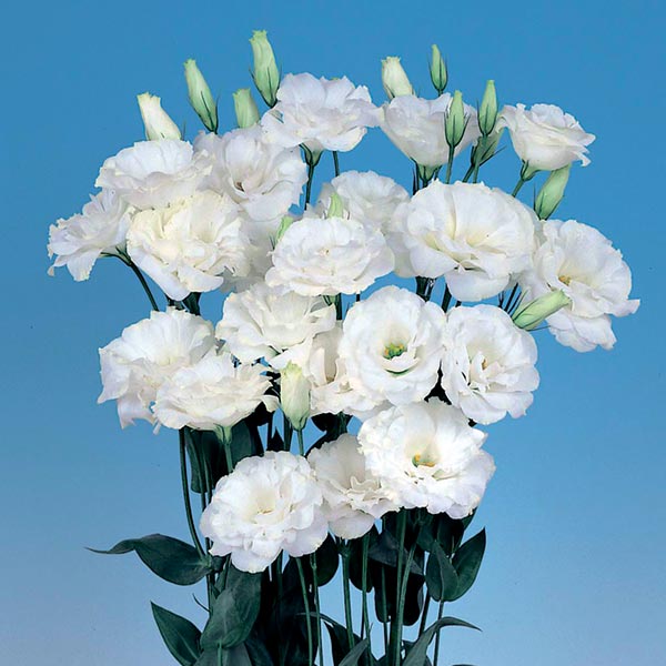 Лизиантус Рассела (эустома) Эхо Пур Вайт F1, 5 шт. Sakata Профессиональна серия Лизиантус Рассела (эустома) Эхо Пур Вайт F1, 5 шт. Sakata Профессиональна серия