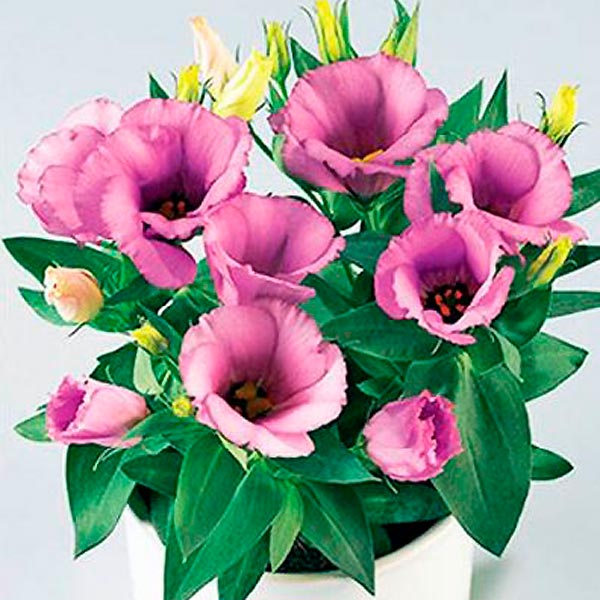 Лизиантус (эустома) Кармен Лилак F1, 3 драже Takii Профессиональные семена Лизиантус (эустома) Кармен Лилак F1, 3 драже Takii Профессиональные семена