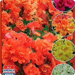 Антирринум махровый (Львиный зев) Твинни Пять окрасок F1, Смесь, 10 шт. Профи Антирринум махровый (Львиный зев) Твинни Пять окрасок F1, Смесь, 10 шт. Профи