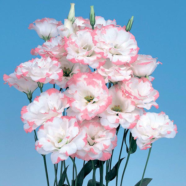 Лизиантус Рассела (эустома) Эхо Пинк Пикоти F1, 5 шт. Sakata Профессиональна серия Лизиантус Рассела (эустома) Эхо Пинк Пикоти F1, 5 шт. Sakata Профессиональна серия