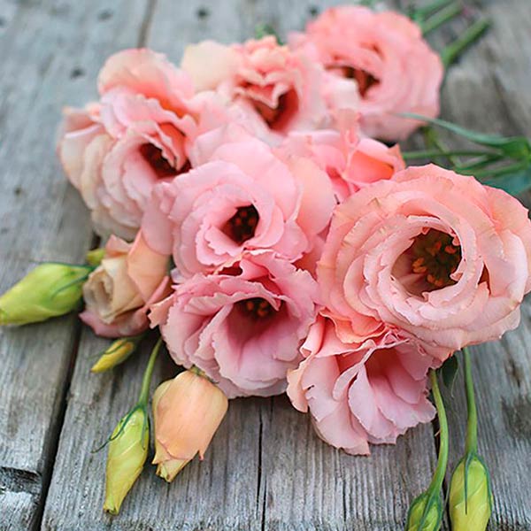 Лизиантус (эустома) крупноцветковый Колелли 3 Априкот, 5 шт. Takii Элитные семена Лизиантус (эустома) крупноцветковый Колелли 3 Априкот, 5 шт. Takii Элитные семена