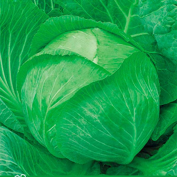 Капуста белокочанная Нозоми F1, 10 шт. Sakata Капуста белокочанная Нозоми F1, 10 шт. Sakata