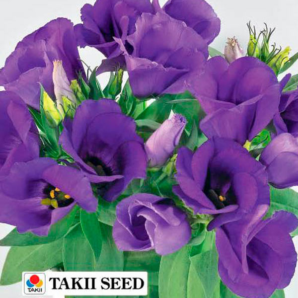 Лизиантус (эустома) Кармен Блу F1, 3 драже Takii Профессиональные семена Лизиантус (эустома) Кармен Блу F1, 3 драже Takii Профессиональные семена