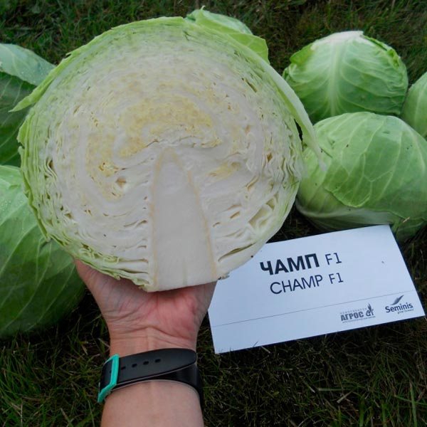 Капуста белокочанная Чамп F1, 15 шт. Seminis Профессиональная серия Капуста белокочанная Чамп F1, 15 шт. Seminis Профессиональная серия