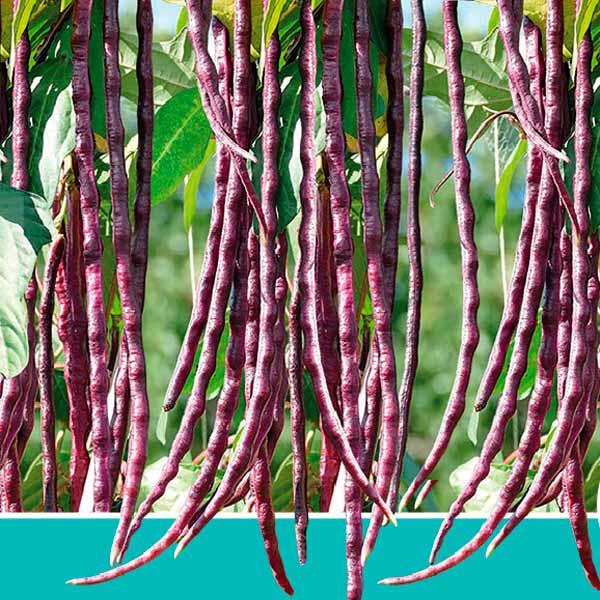 Фасоль Спагетти фиолетовая F1, 10 шт. Фасоль Спагетти фиолетовая F1, 10 шт.