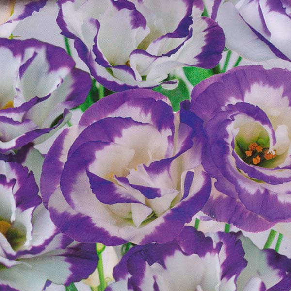 Эустома крупноцветковая махровая Супер Мэджик Капри Синяя F1, 5 шт. Takii Seed Эустома крупноцветковая махровая Супер Мэджик Капри Синяя F1, 5 шт. Takii Seed