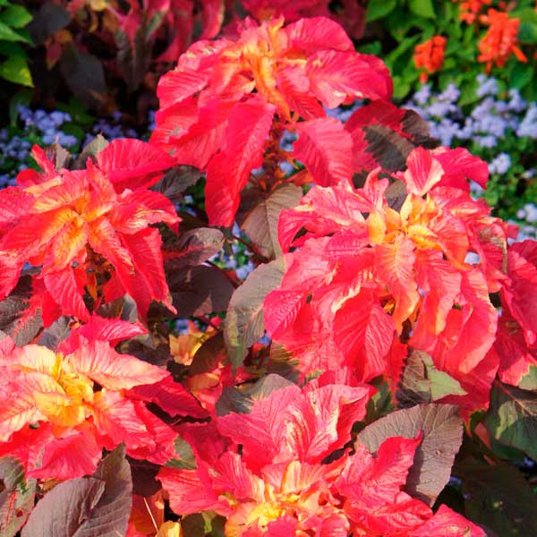 Амарант трехцветный Иллюминэйшн, 0,1 г Амарант трехцветный Иллюминэйшн, 0,1 г