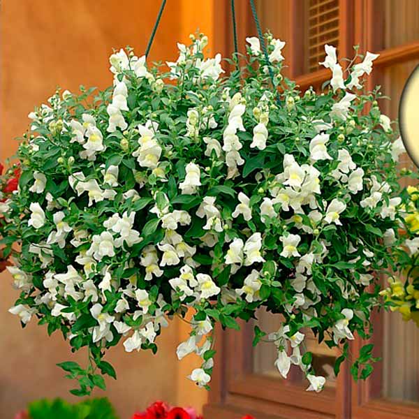 Антирринум каскадный Кэнди Вайт F1, 5 шт. Антирринум каскадный Кэнди Вайт F1, 5 шт.