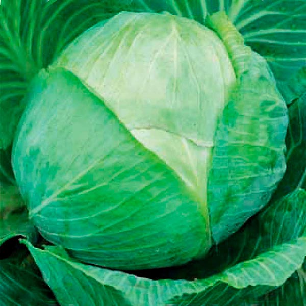 Капуста белокочанная Мегатон F1, 10 шт. Bejo Zaden Капуста белокочанная Мегатон F1, 10 шт. Bejo Zaden