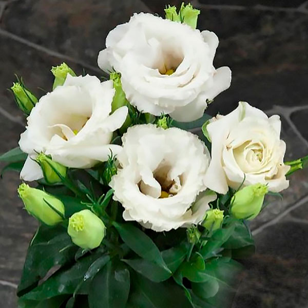 Лизиантус (эустома) крупноцветковый Джульетта Вайт F1, 5 шт. Takii Элитные семена Лизиантус (эустома) крупноцветковый Джульетта Вайт F1, 5 шт. Takii Элитные семена