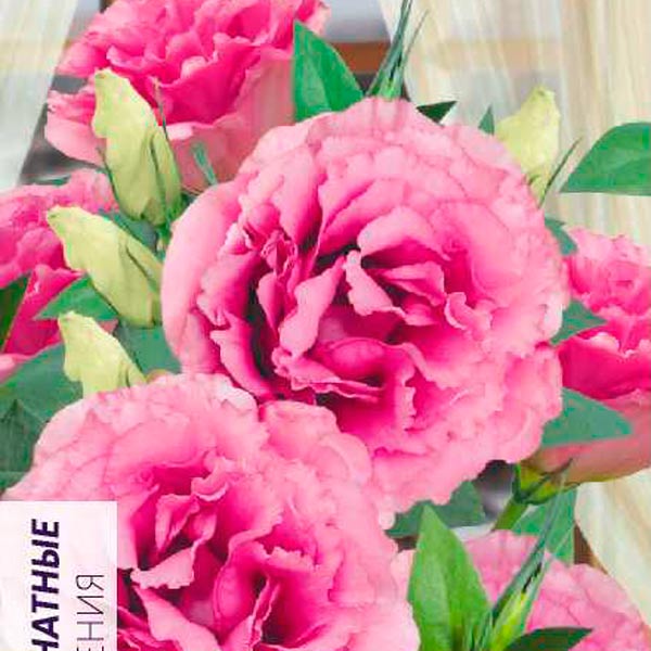 Эустома махровая ABC Розовая, 5 шт. PanAmerican Seeds Эустома махровая ABC Розовая, 5 шт. PanAmerican Seeds