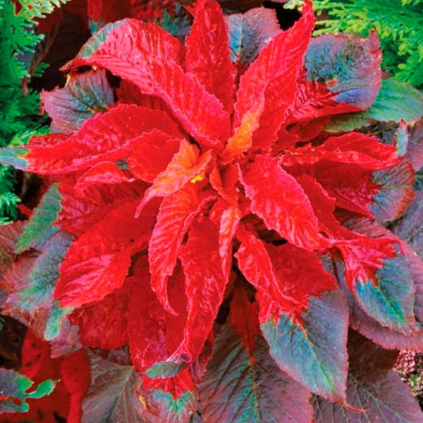 Амарант двухцветный Гламурный блеск, 0,1 г Амарант двухцветный Гламурный блеск, 0,1 г