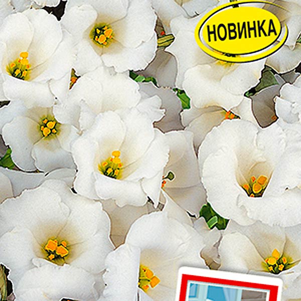 Эустома Балконная Белоснежная F1, 5 шт. Цветущий балкон Эустома Балконная Белоснежная F1, 5 шт. Цветущий балкон