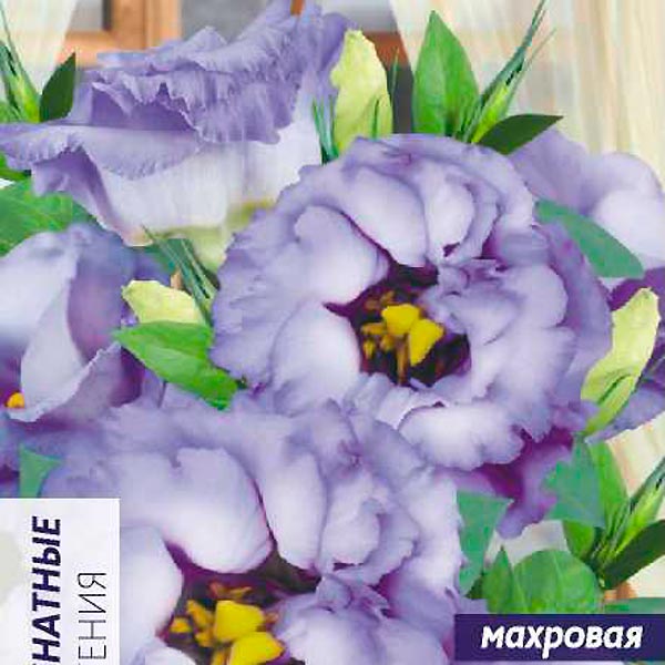 Эустома махровая ABC Мисти Блю, 5 шт. PanAmerican Seeds Эустома махровая ABC Мисти Блю, 5 шт. PanAmerican Seeds