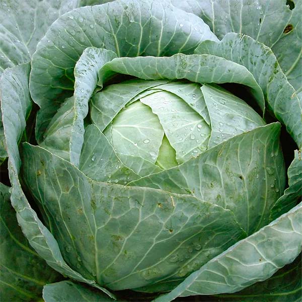 Капуста белокочанная Зимовка 1474, 0,5 г Кольчуга Капуста белокочанная Зимовка 1474, 0,5 г Кольчуга