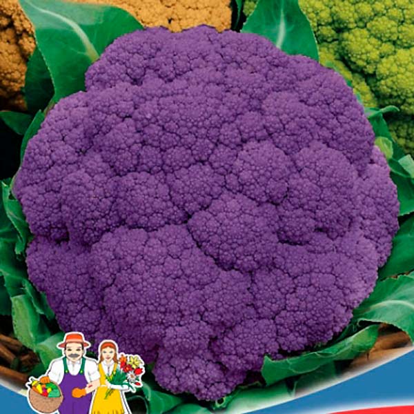 Капуста цветная Семёновна ®, 0,25 г Капуста цветная Семёновна ®, 0,25 г