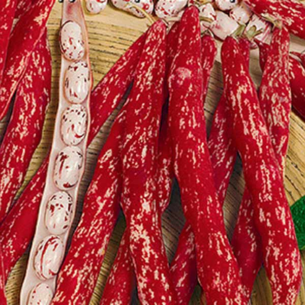 Фасоль обыкновенная Стрегонта, 5 г Фасоль обыкновенная Стрегонта, 5 г