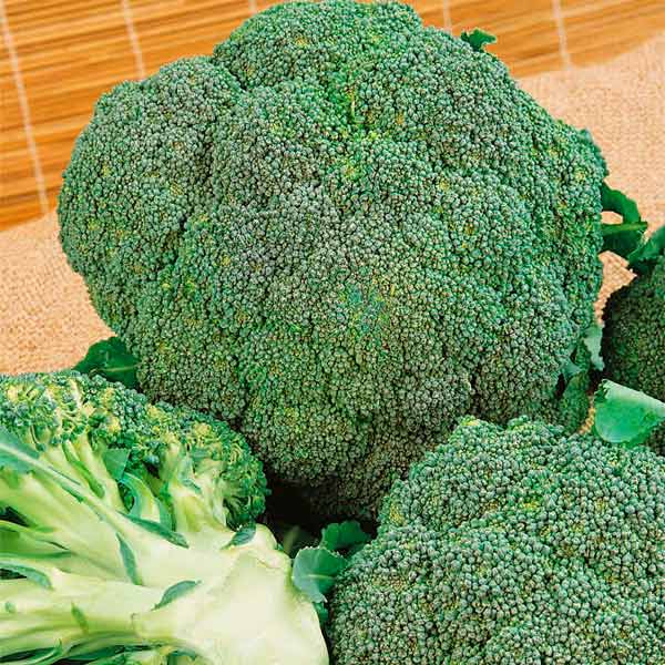 Капуста брокколи Ларссон F1, 12 шт. Капуста брокколи Ларссон F1, 12 шт.